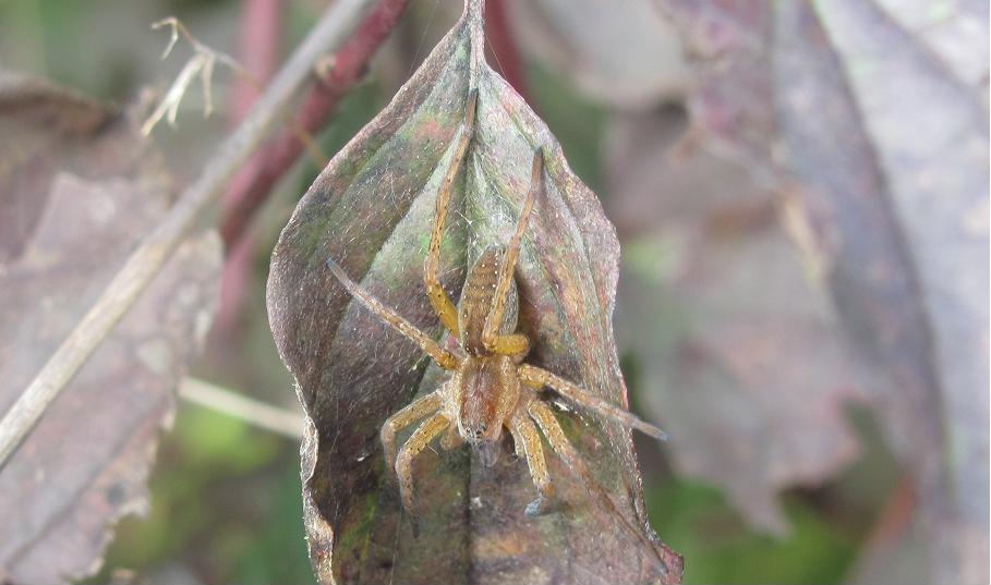 Dolomedes cfr. plantarius  - Sostegno (BI)